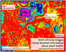 A picture of scan using NDVI.